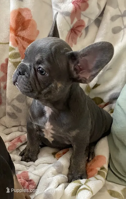 Lil Walter  – French Bulldog puppy for sale in Paso Robles, CA