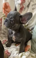 Lil Walter , a male French Bulldog for sale in Paso Robles, CA – 1 of 3