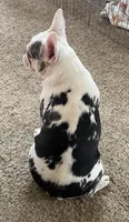 Abigail , a female French Bulldog for sale in Paso Robles, CA – 2 of 10