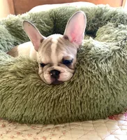 Dolly, a female French Bulldog for sale in Paso Robles, CA – 2 of 5