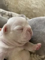 Abigail , a female French Bulldog for sale in Paso Robles, CA – 7 of 10