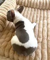 Izzy, a female French Bulldog for sale in Paso Robles, CA – 4 of 4