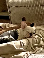 Abigail , a female French Bulldog for sale in Paso Robles, CA – 4 of 10