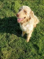 Nova, a female Australian Shepherd and Miniature Australian Shepherd for sale in Murray, KY – Photo 4 of 4