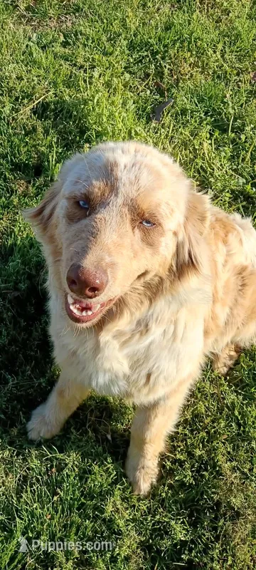 Nova – Australian Shepherd, Miniature Australian Shepherd puppy for sale in Murray, KY