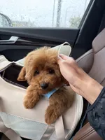 Tiffin, a male Poodle - Miniature  for sale in Seattle, WA – 4 of 7