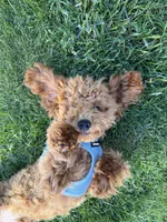 Tiffin, a male Poodle - Miniature  for sale in Seattle, WA – 5 of 7