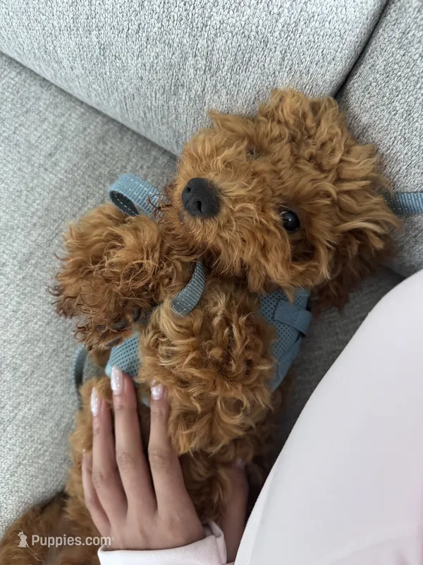 Tiffin – Poodle - Miniature  puppy for sale in Seattle, WA