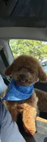 Tiffin, a male Poodle - Miniature  for sale in Seattle, WA – 2 of 7