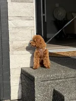 Tiffin, a male Poodle - Miniature  for sale in Seattle, WA – 6 of 7