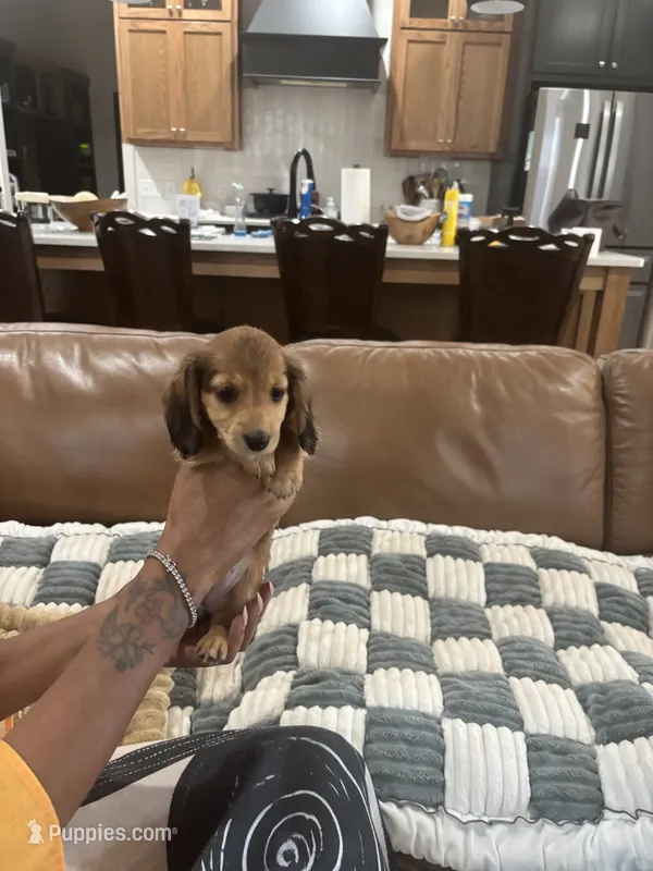 Zafira – Miniature Dachshund puppy on hold in Oklahoma City, OK