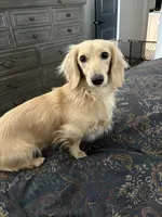 Zafira, a female Miniature Dachshund for sale in Oklahoma City, OK – 3 of 3