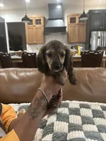 Sampson , a male Miniature Dachshund for sale in Oklahoma City, OK – 1 of 1