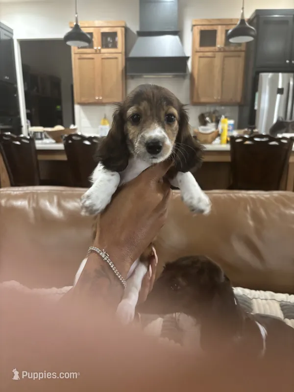 Mary – Miniature Dachshund puppy for sale in Oklahoma City, OK