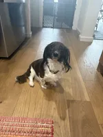 Zafira, a female Miniature Dachshund for sale in Oklahoma City, OK – 2 of 3