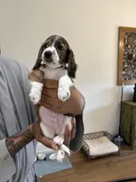 Timmy, a male Miniature Dachshund for sale in Oklahoma City, OK – 1 of 1
