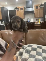 Peanut , a female Miniature Dachshund for sale in Oklahoma City, OK – 1 of 1
