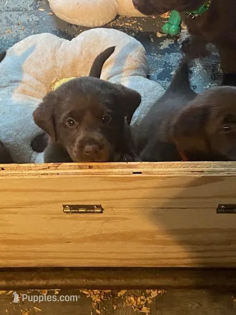LUCY, a female Labrador Retriever for sale in Polk City, FL – Photo 1 of 10