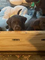 LUCY, a female Labrador Retriever for sale in Polk City, FL – Photo 1 of 10