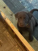 LUCY, a female Labrador Retriever for sale in Polk City, FL – Photo 9 of 10