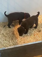 LUCY, a female Labrador Retriever for sale in Polk City, FL – Photo 10 of 10