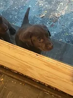 LUCY, a female Labrador Retriever for sale in Polk City, FL – Photo 8 of 10