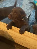 LUCY, a female Labrador Retriever for sale in Polk City, FL – Photo 2 of 10