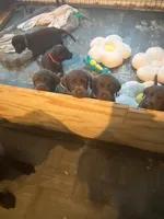 LUCY, a female Labrador Retriever for sale in Polk City, FL – Photo 4 of 10