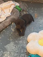 LUCY, a female Labrador Retriever for sale in Polk City, FL – Photo 6 of 10