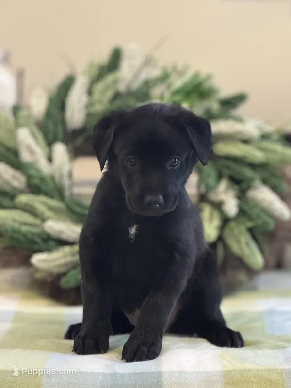 Solace/Green – Belgian Malinois, Labrador Retriever puppy for sale in Lehighton, PA