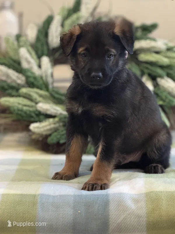 Harmony/Purple – Belgian Malinois, Labrador Retriever puppy for sale in Lehighton, PA