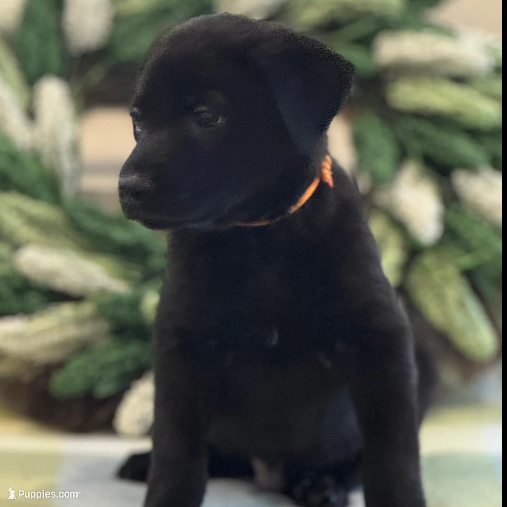 Serenity/Orange – Belgian Malinois, Labrador Retriever puppy for sale in Lehighton, PA