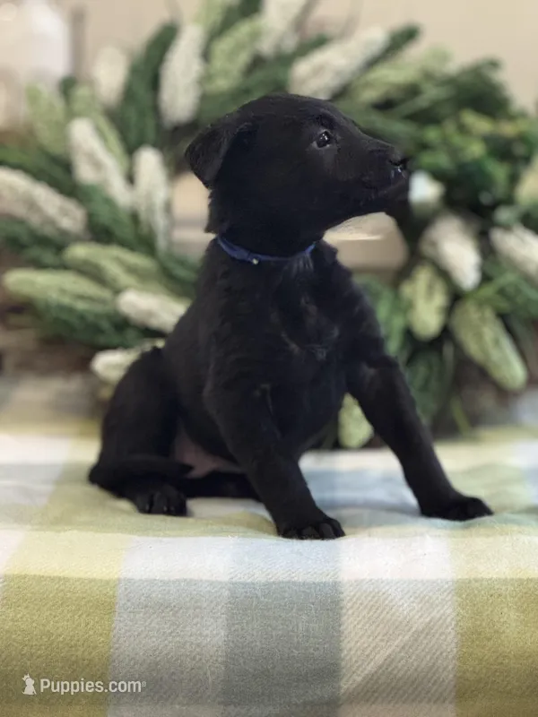 Calm/Dark Bluee – Belgian Malinois, Labrador Retriever puppy for sale in Lehighton, PA
