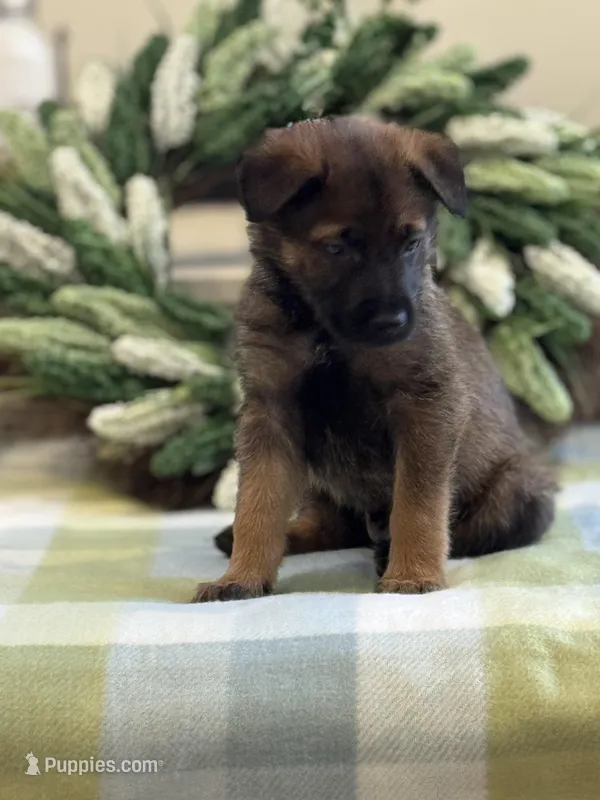 Peace/Red – Belgian Malinois, Labrador Retriever puppy for sale in Lehighton, PA