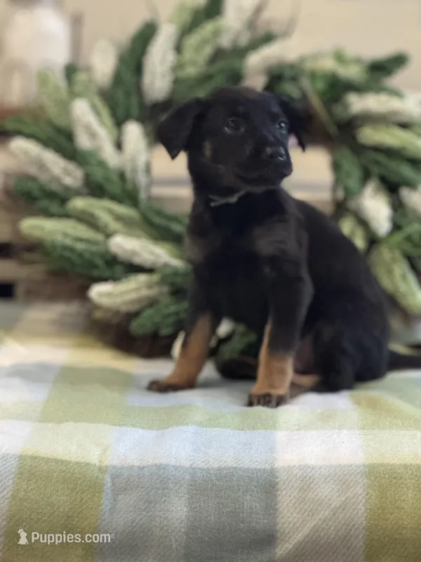 Hush/Gray – Belgian Malinois, Labrador Retriever puppy for sale in Lehighton, PA