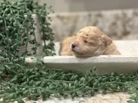 Popcorn , a male Poodle - Toy  for sale in Tyler, TX – Photo 1 of 4