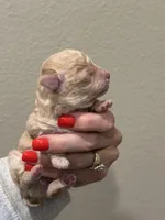 Popcorn , a male Poodle - Toy  for sale in Tyler, TX – Photo 3 of 4