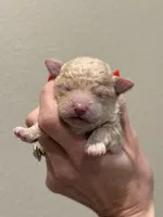 Popcorn , a male Poodle - Toy  for sale in Tyler, TX – Photo 4 of 4