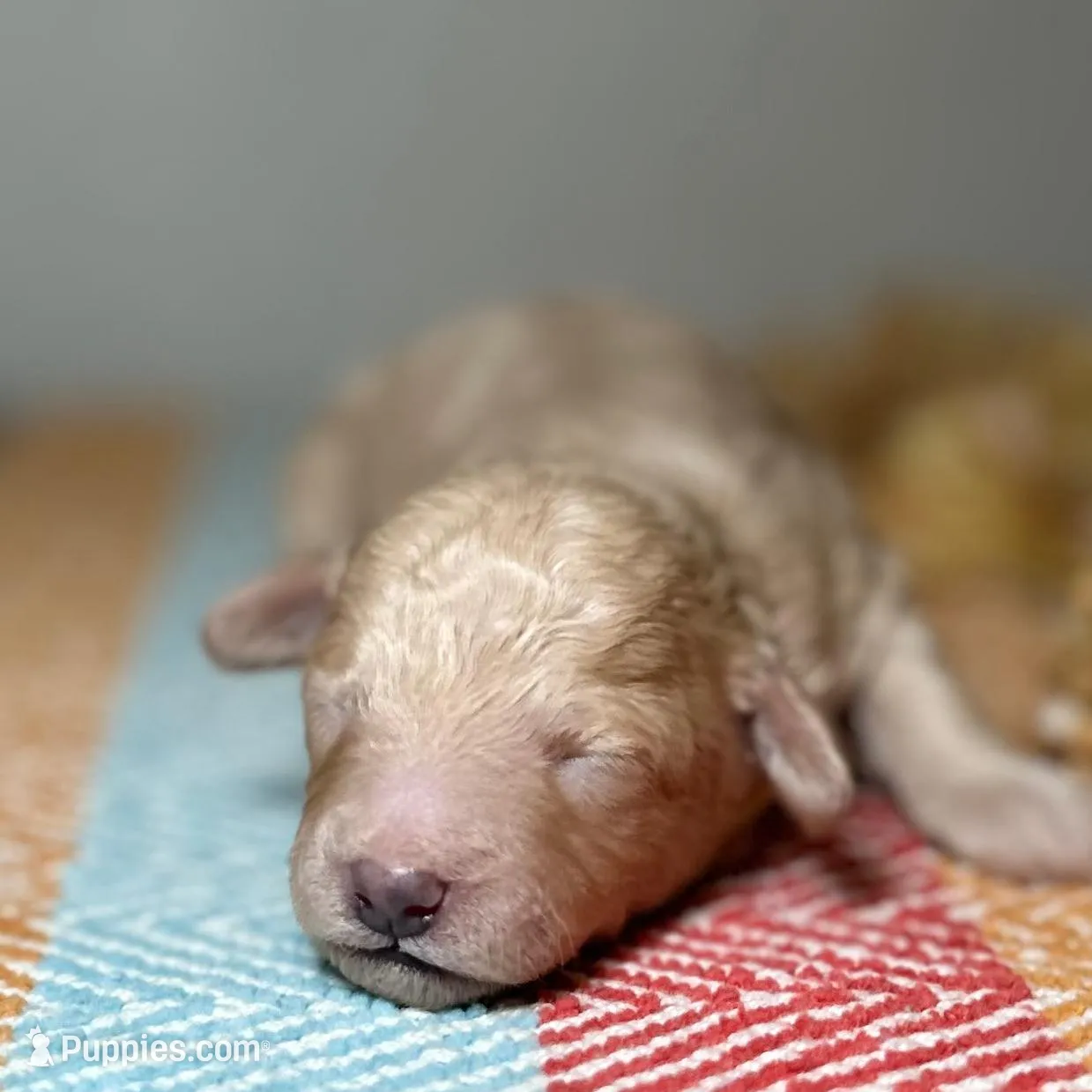 Pancake, a male Poodle - Toy  for sale in Tyler, TX – Photo 3 of 7