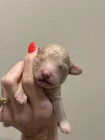 Pancake, a male Poodle - Toy  for sale in Tyler, TX – Photo 5 of 7