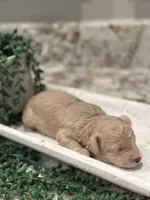 Pancake, a male Poodle - Toy  for sale in Tyler, TX – Photo 2 of 7