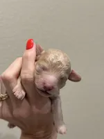 Pancake, a male Poodle - Toy  for sale in Tyler, TX – Photo 6 of 7