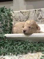 Pancake, a male Poodle - Toy  for sale in Tyler, TX – Photo 1 of 7