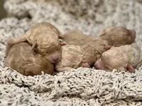 Pancake, a male Poodle - Toy  for sale in Tyler, TX – Photo 4 of 7