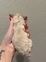 Butters Jr, a male Poodle - Toy  for sale in Tyler, TX – Photo 7 of 8