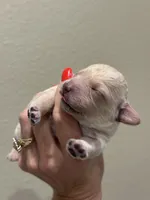 Butters Jr, a male Poodle - Toy  for sale in Tyler, TX – Photo 5 of 8