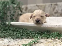 Butters Jr, a male Poodle - Toy  for sale in Tyler, TX – Photo 1 of 8