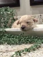 Butters Jr, a male Poodle - Toy  for sale in Tyler, TX – Photo 2 of 8