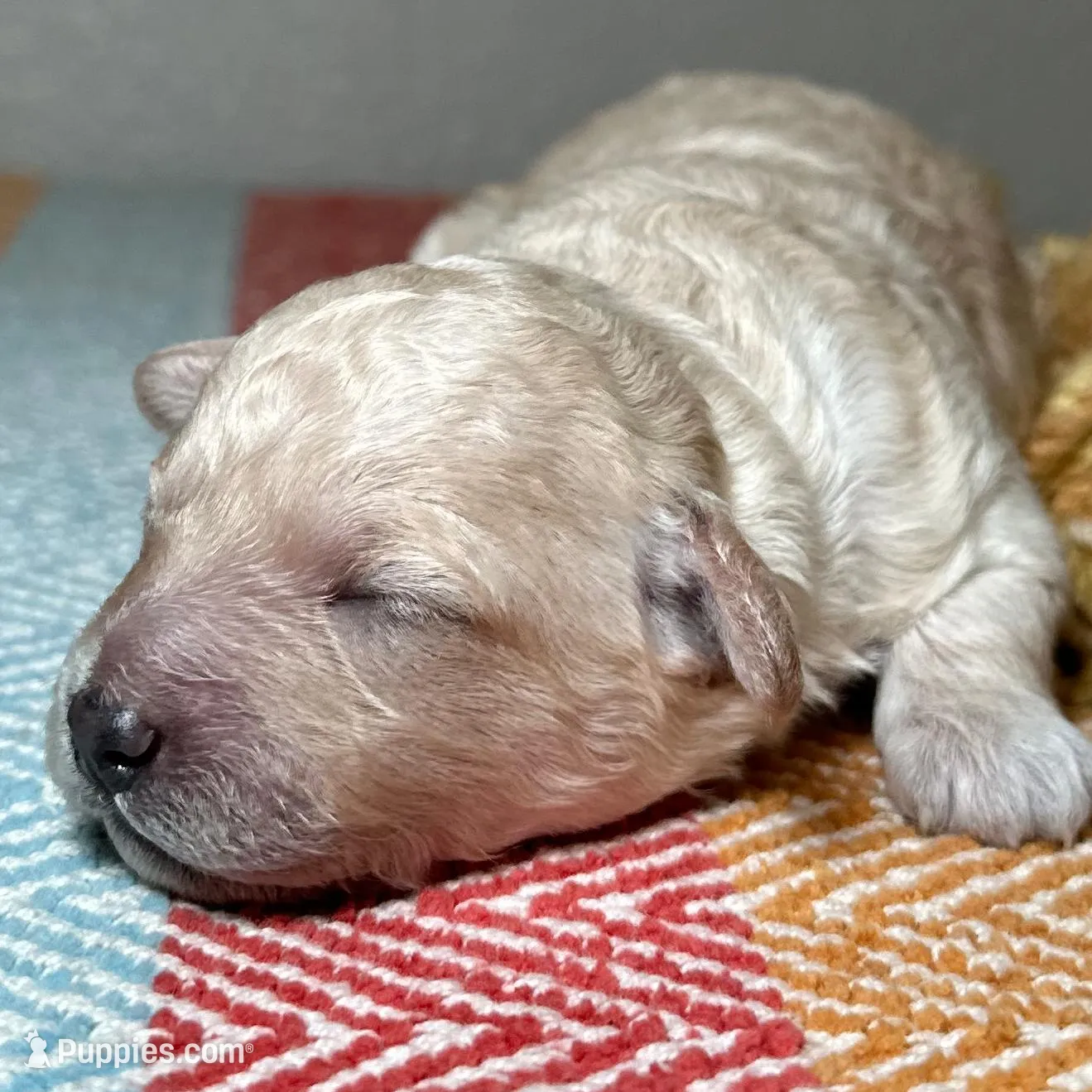 Butters Jr, a male Poodle - Toy  for sale in Tyler, TX – Photo 4 of 8