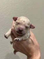 Butters Jr, a male Poodle - Toy  for sale in Tyler, TX – Photo 6 of 8